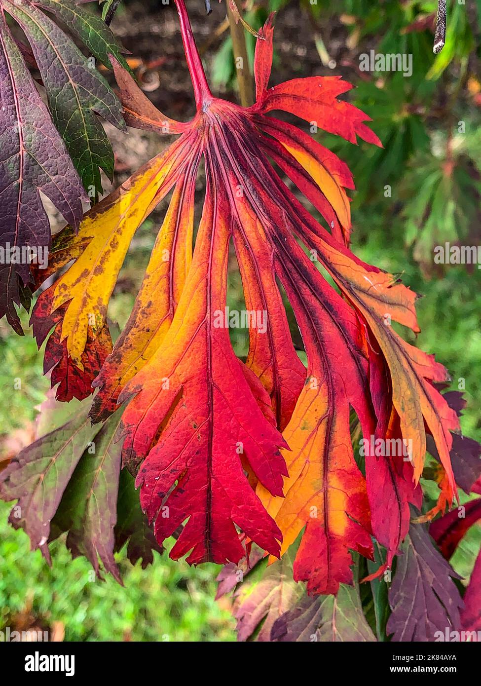 Japanese Maple Leaf in Fall Colors. Alexandria, Virginia, USA. Stock Photo