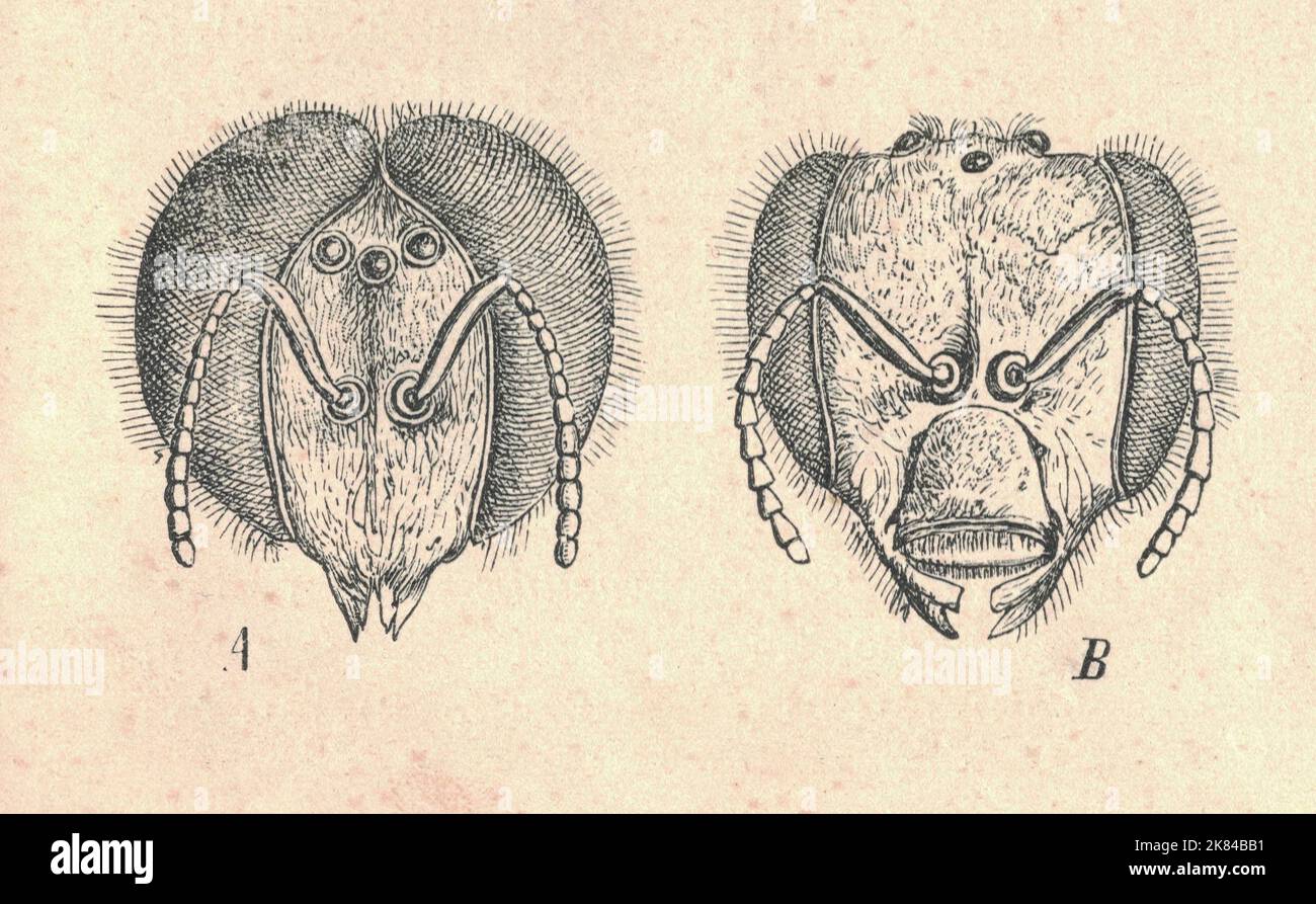 Antique engraved illustration of the western honey bee heads. Vintage illustration of the European honey bee, worker heads. Old engraved picture of the western honey bee (Apis mellifera). A - drone head, B - queen head. Stock Photo