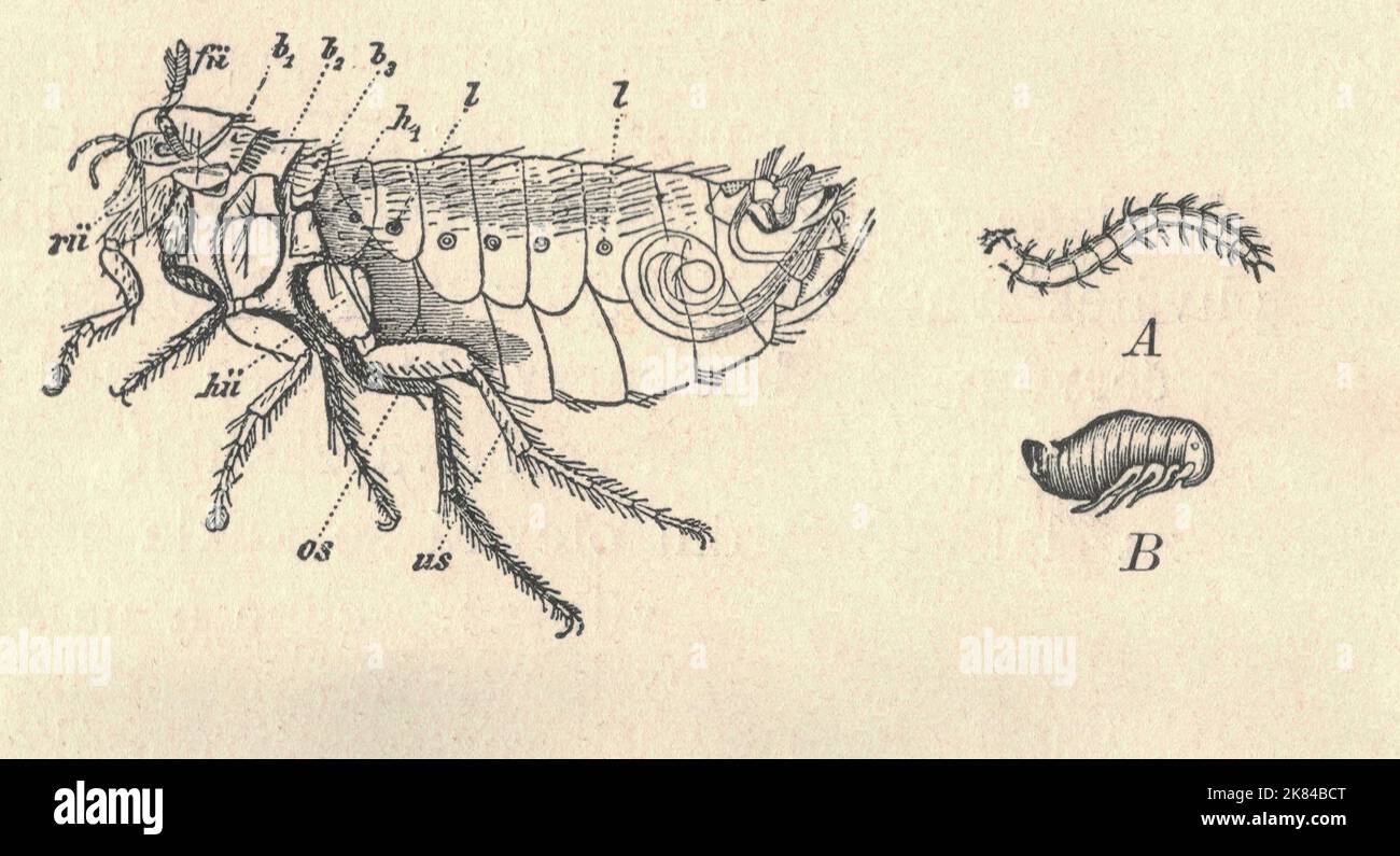Antique engraved illustration of the human flea metamorphosis. Vintage illustration of the house flea metamorphosis. Old engraved picture of the human flea.  A - larva, B - pupa. The human flea (Pulex irritans) – once also called the house flea – is a cosmopolitan flea species that has, in spite of the common name, a wide host spectrum. It is one of six species in the genus Pulex; the other five are all confined to the Nearctic and Neotropical realms. The species is thought to have originated in South America, where its original host may have been the guinea pig or peccary. Pulex irritans is a Stock Photo
