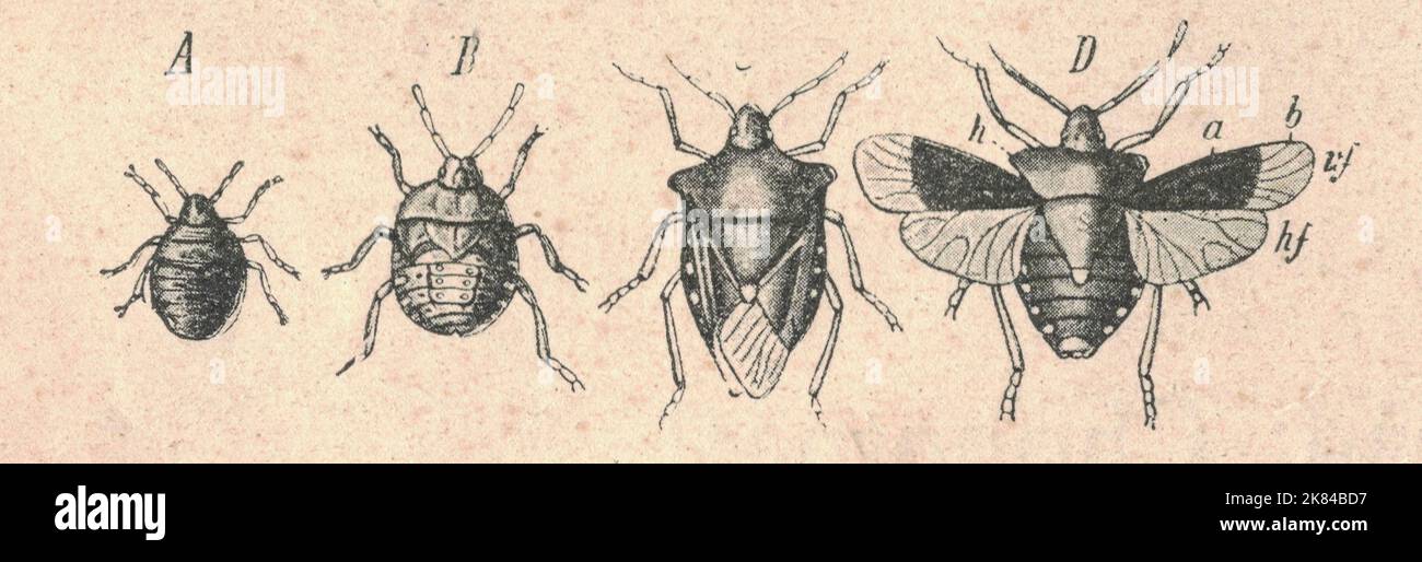 Antique engraved illustration of the true bug metamorphosis. Vintage