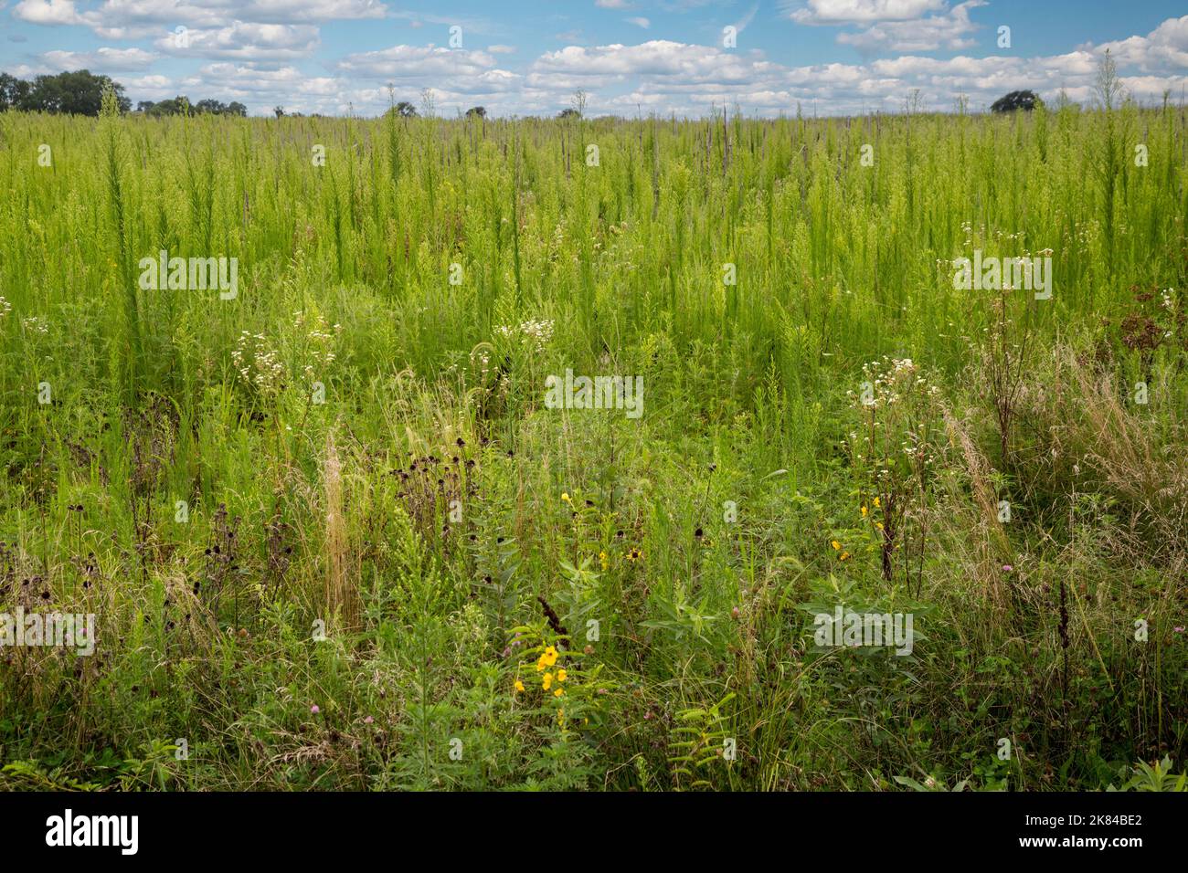A Conservation Reserve Preserving Indigenous Wild Grasses and Flowers. Manchester, Iowa. Stock Photo