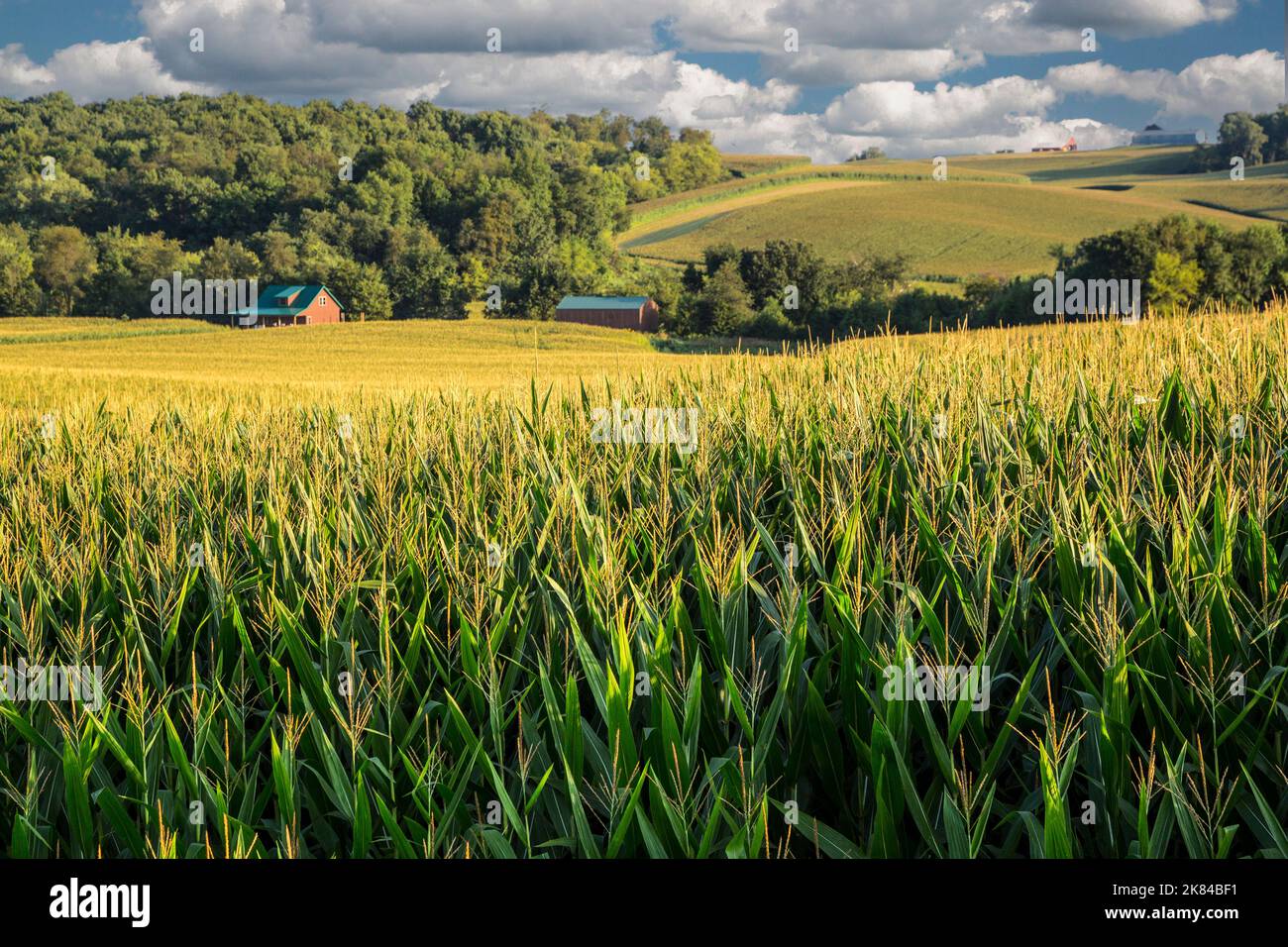 Cornfields in Dubuque County, Iowa, USA. Stock Photo