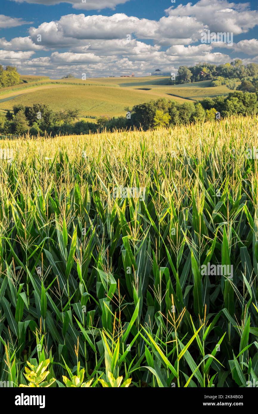 Iowa cornfields hi-res stock photography and images - Alamy