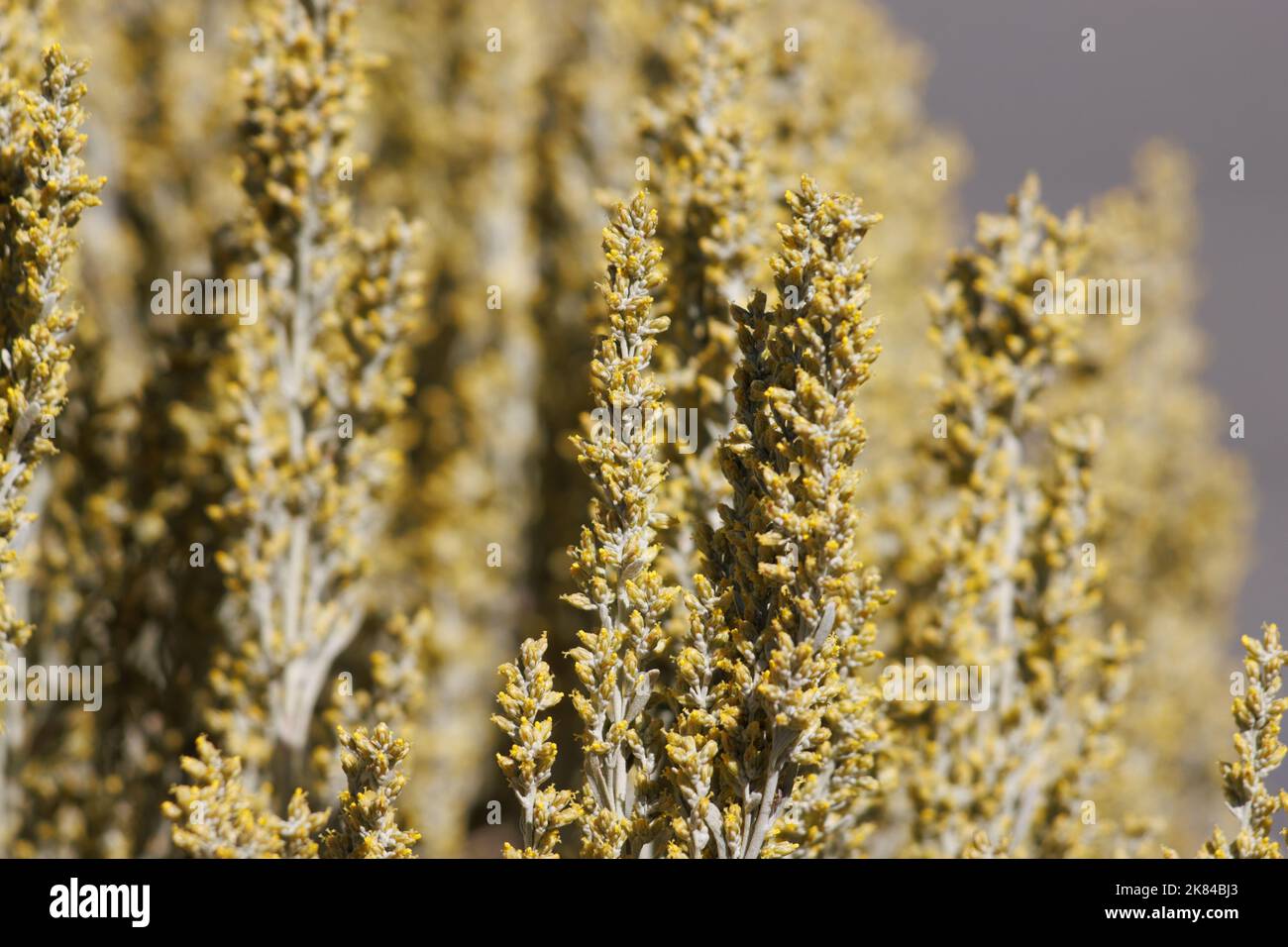 Yellow flowering racemose discoid head inflorescences of Artemisia Tridentata, Asteraceae, native shrub in the San Emigdio Mountains, Autumn. Stock Photo