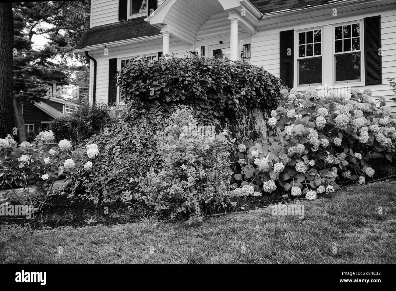 A raised garden growing on a large rock in front of a white colonial house in the summer light. Image captured on analog black and white film. Stock Photo