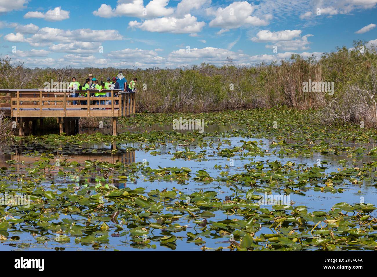 Everglades National Park, Florida.  Students with Ranger at an Observation Platform on the Anhinga Trail. Stock Photo