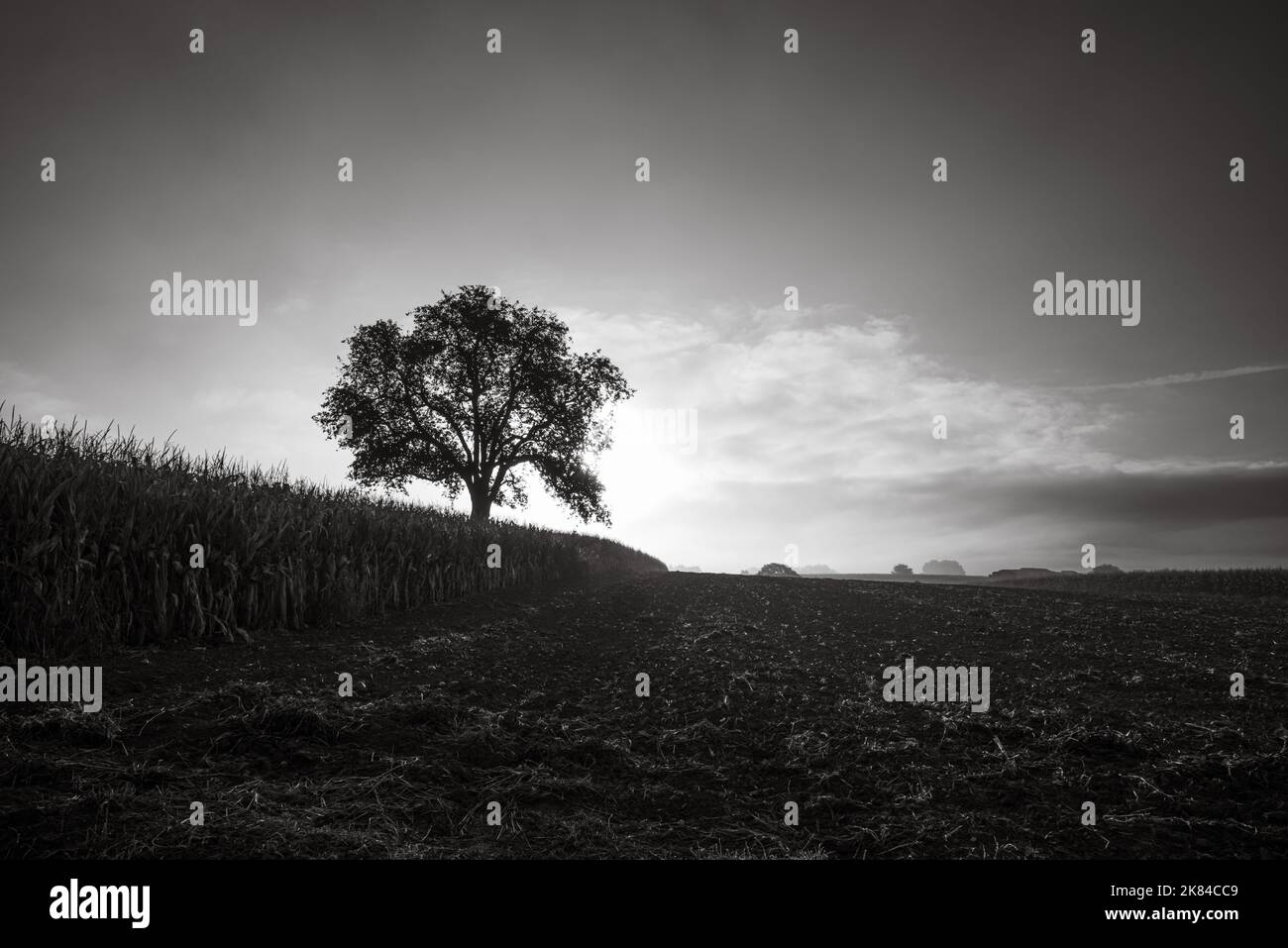 Single oak tree in a field at sunrise, black and white Stock Photo - Alamy