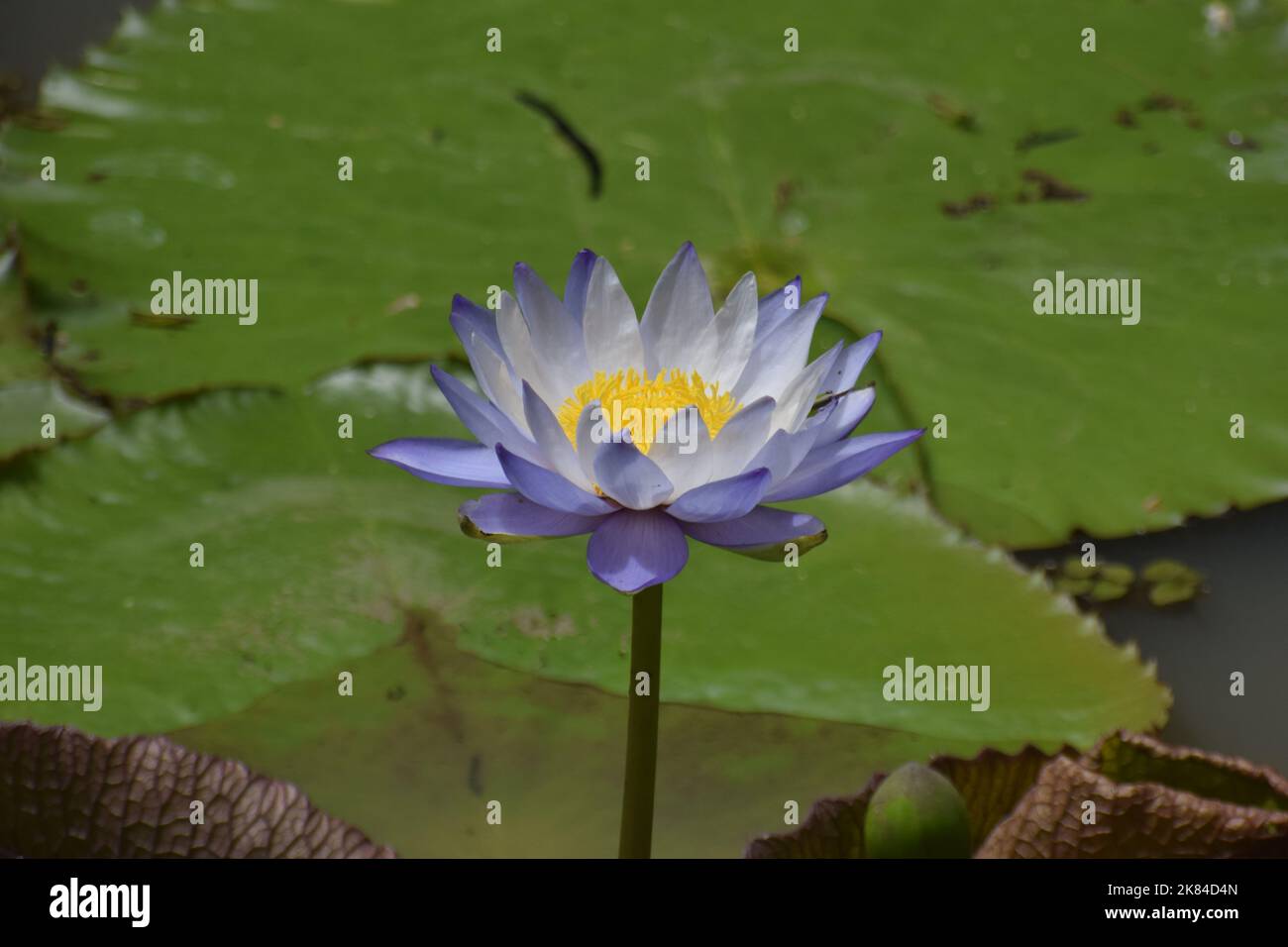 Blue egyptian water lily hi-res stock photography and images - Alamy