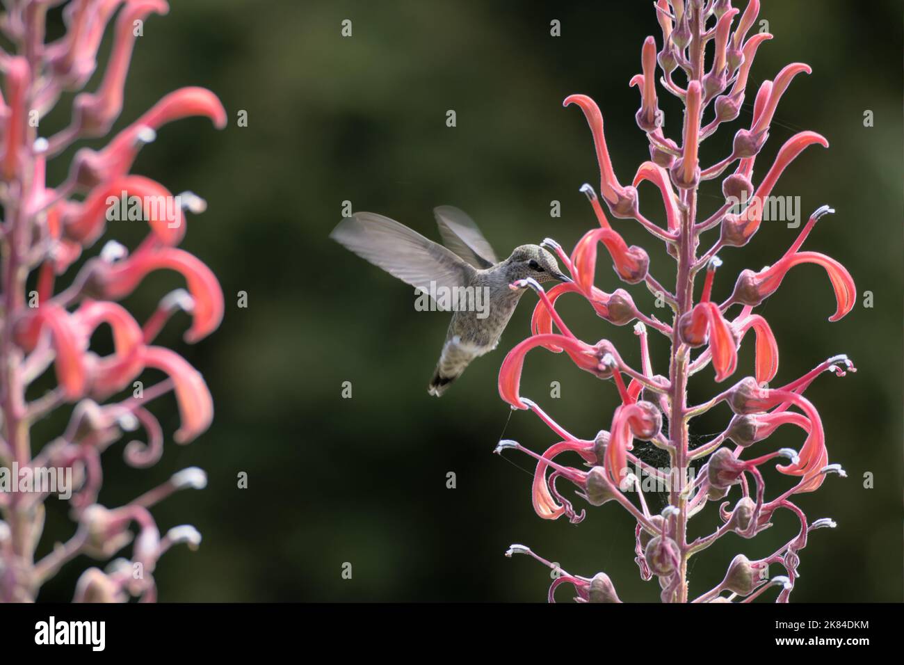 Hummingbird Drinking Nectar from a Flower Stock Photo Alamy