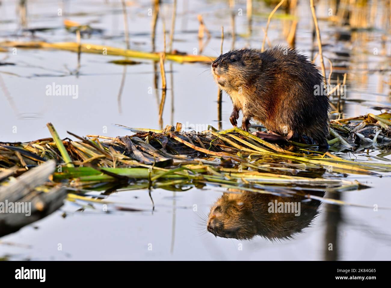 A wild Muskrat 'Ondatra zibethicus', foraging on a log in a marshy area in rural Alberta Canada. Stock Photo