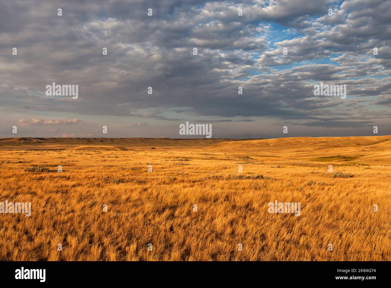 Prairie grass in the afternoon sun at  Grasslands National Park on the Saskatchewan Prairie. The park protects one of Canada's few remaining areas of Stock Photo