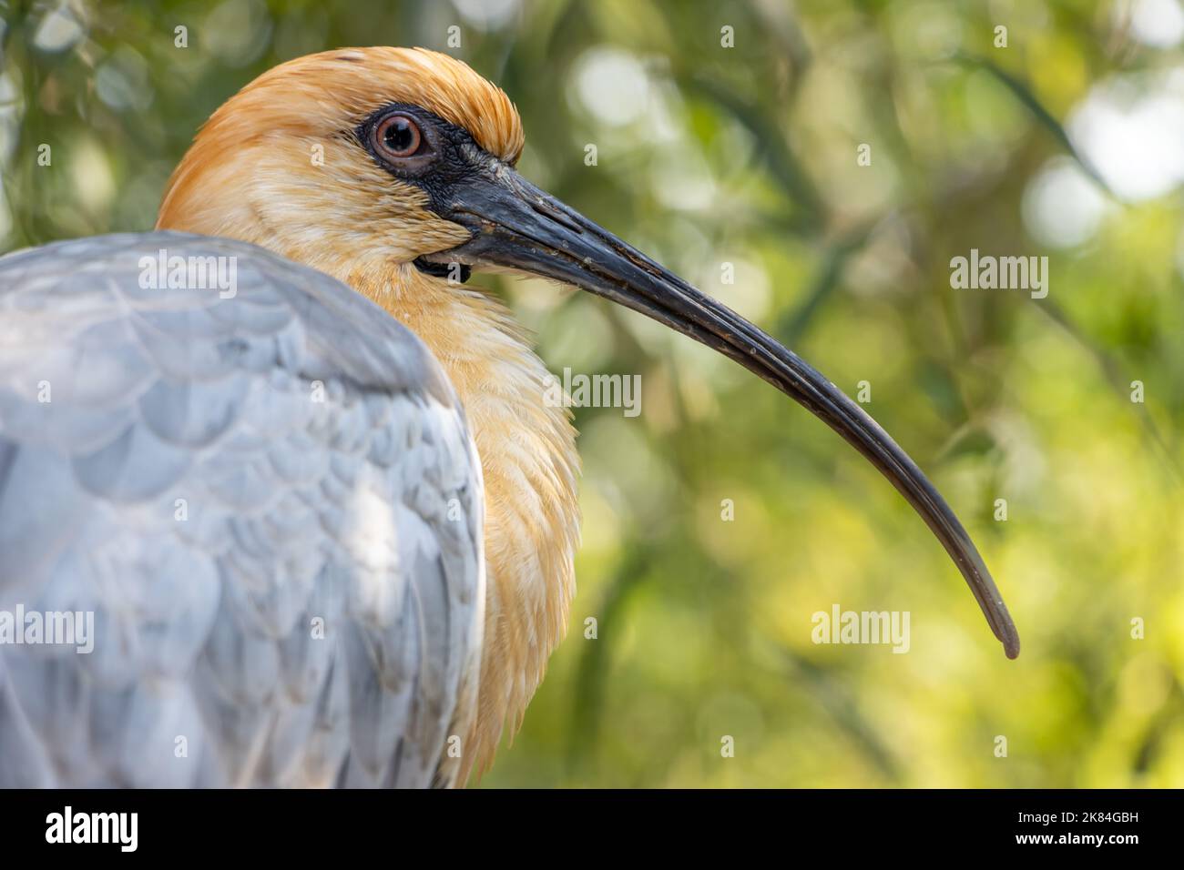 The portrait of The black-faced ibis (Theristicus melanopis) Stock Photo