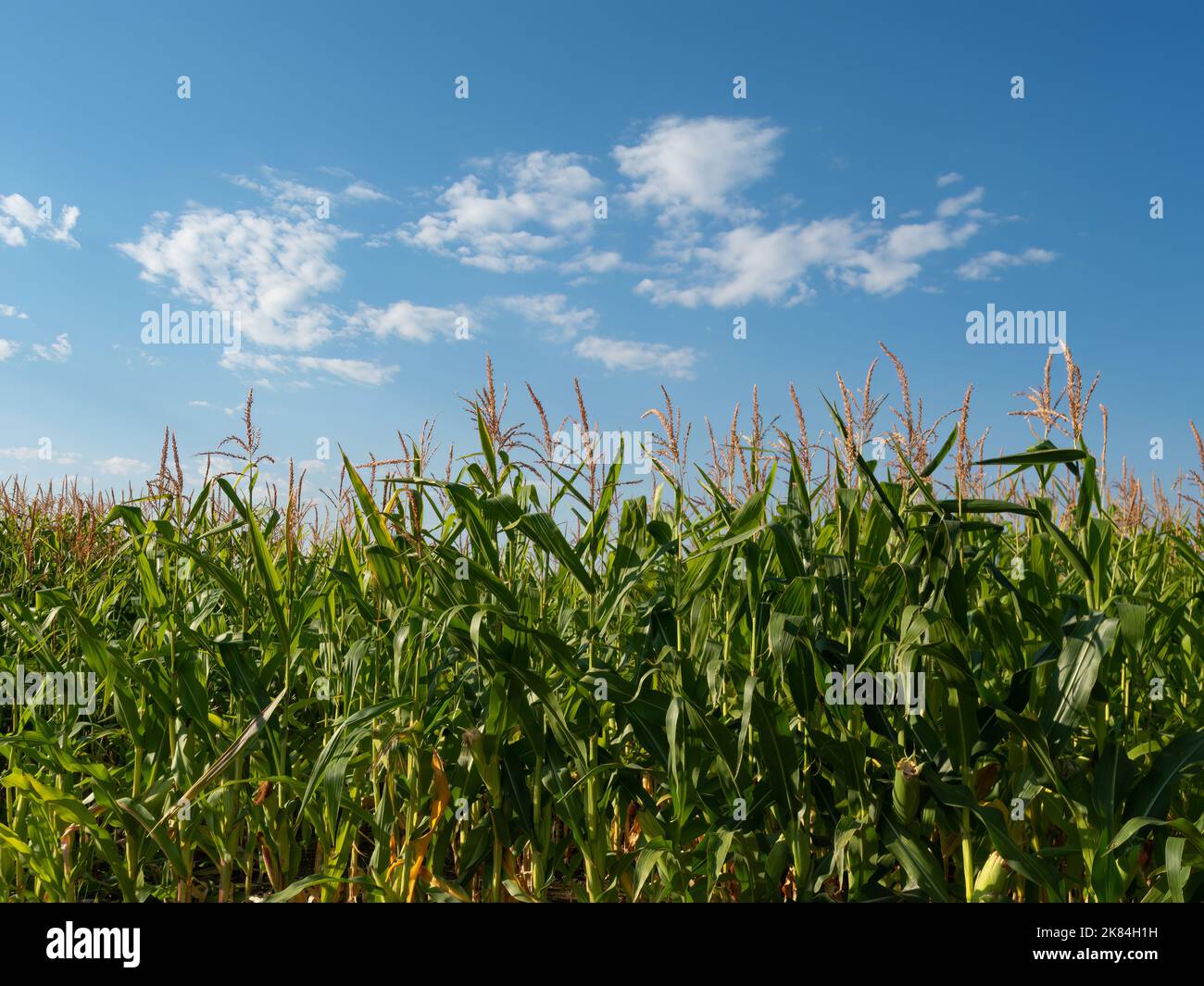 Close up of sunlit corn stalks topped with tassels in an agricultural field with blue sky and white clouds above. Image has copy space. Stock Photo