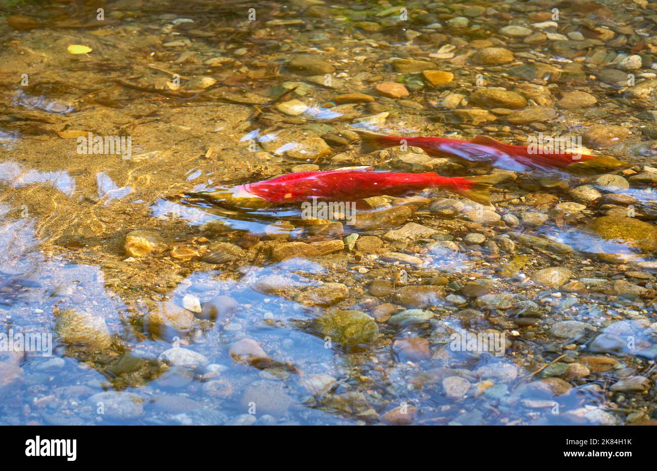 Spawning Male and Female Sockeye Salmon. A male and female Sockeye salmon ready to spawn in the shallows of the Adams River, British Columbia, Canada. Stock Photo