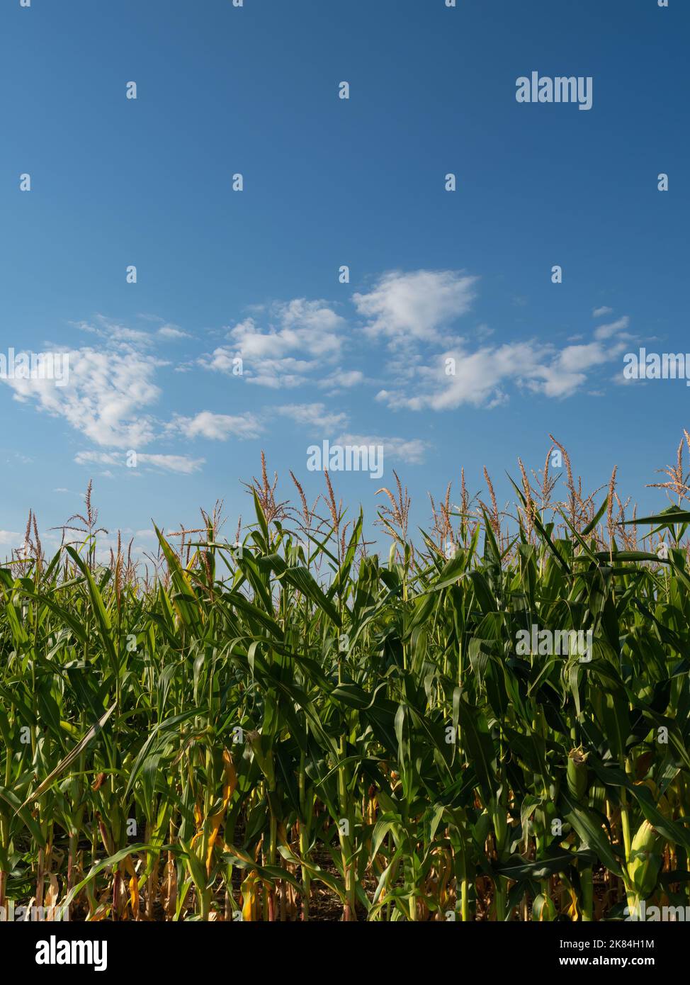 Close up of corn stalks topped with tassels in an agricultural field with blue sky and white clouds above. Image has copy space. Stock Photo