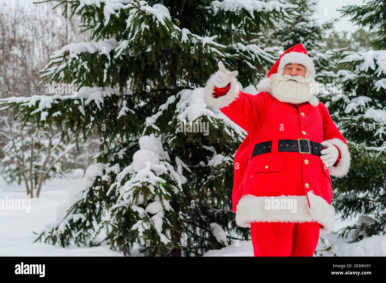 Surprised Santa Claus walks through a snowy coniferous forest at the ...