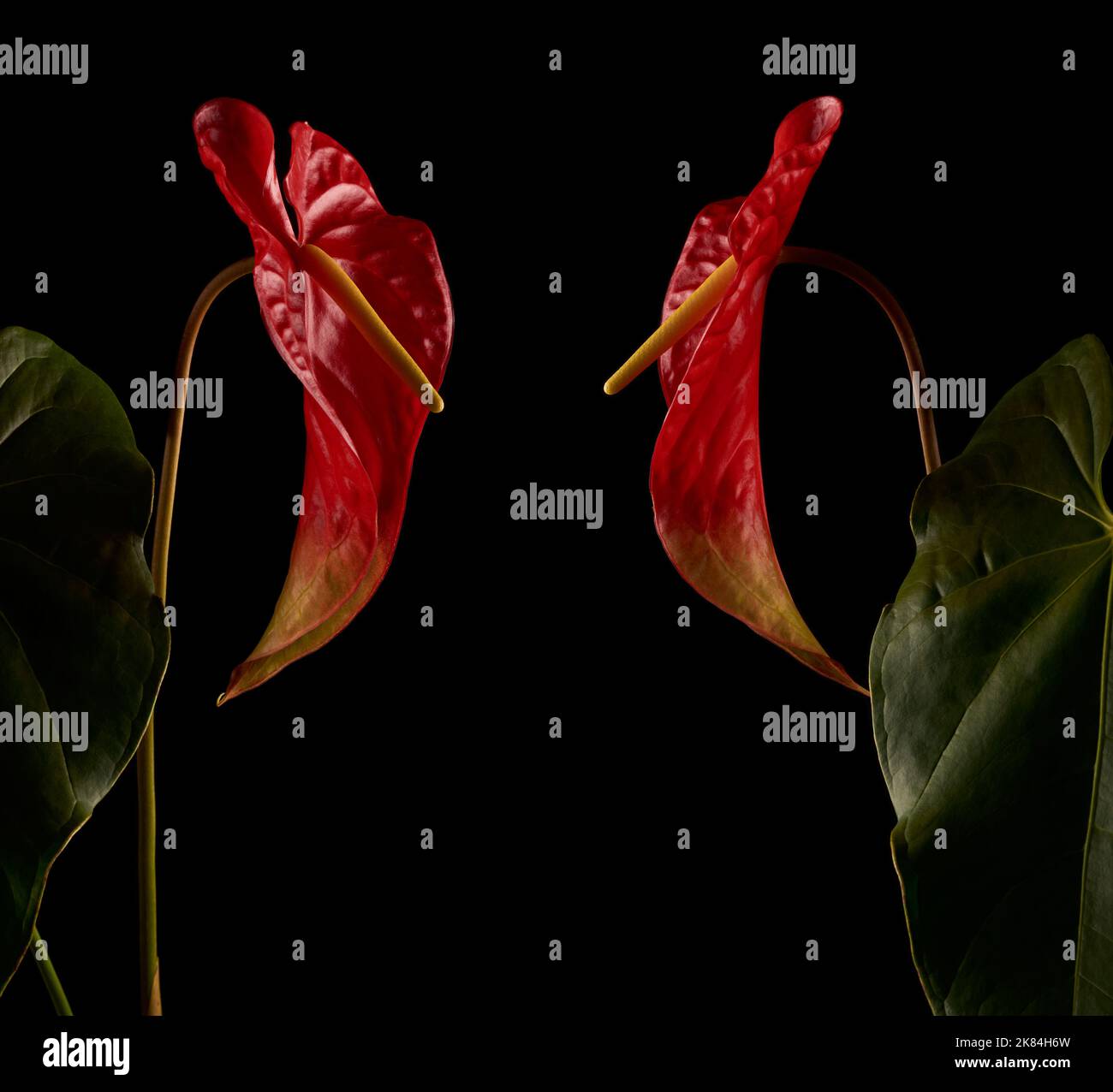 bi-colored anthurium flowers, also known as tail flower, flamingo and laceleaf, waxy red and light green color flowers isolated on black background Stock Photo