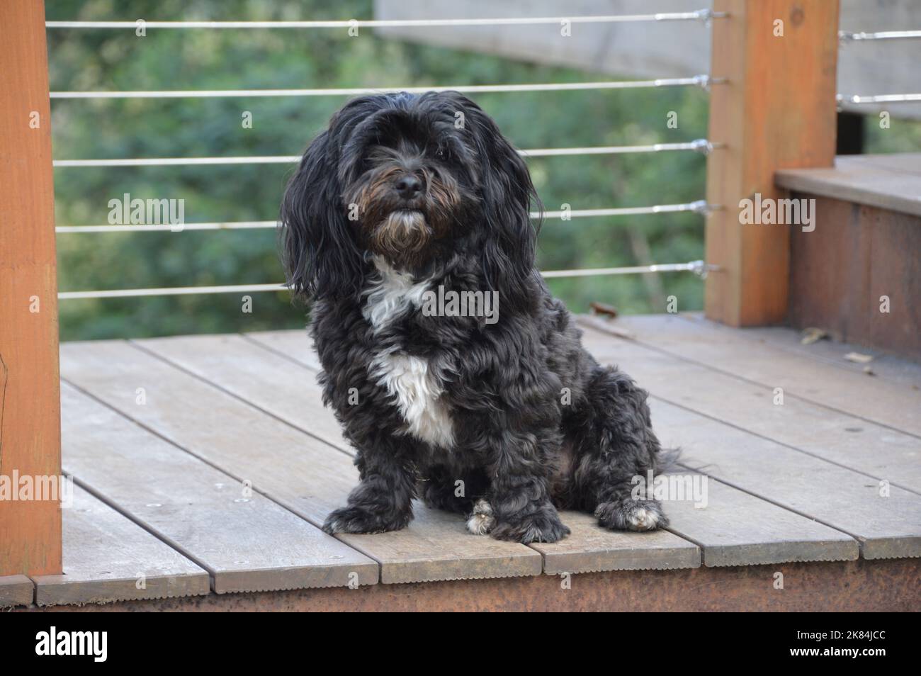 Sooty the black and white Maltese x poodle sitting up straight at home on our balcony Stock Photo