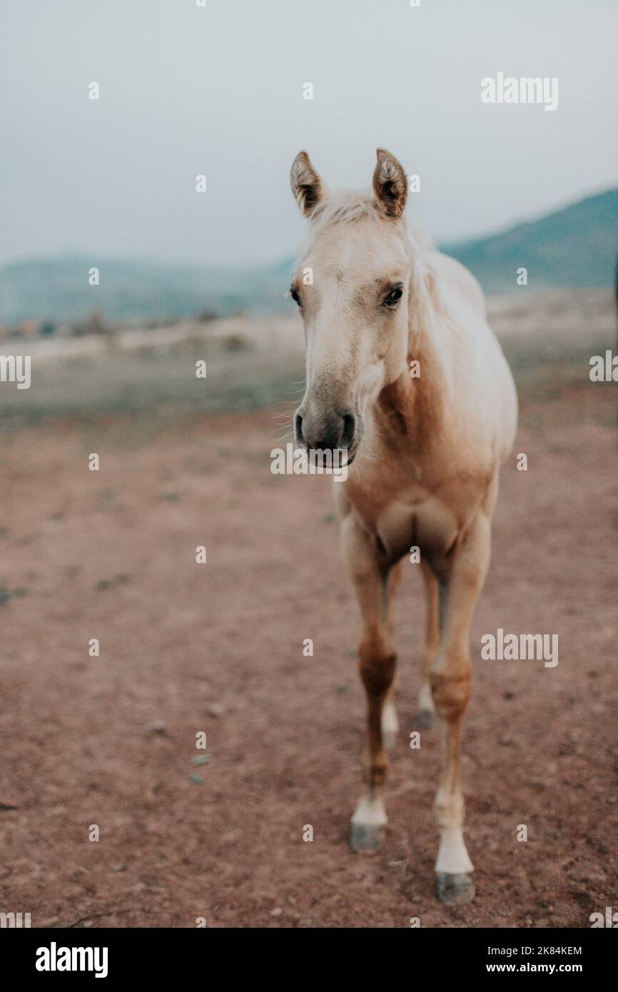 White horse ona field Stock Photo