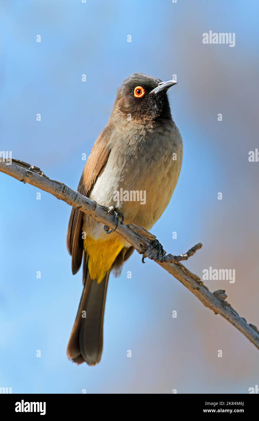 An African red-eyed bulbul (Pycnonotus nigricans) perched on a branch ...