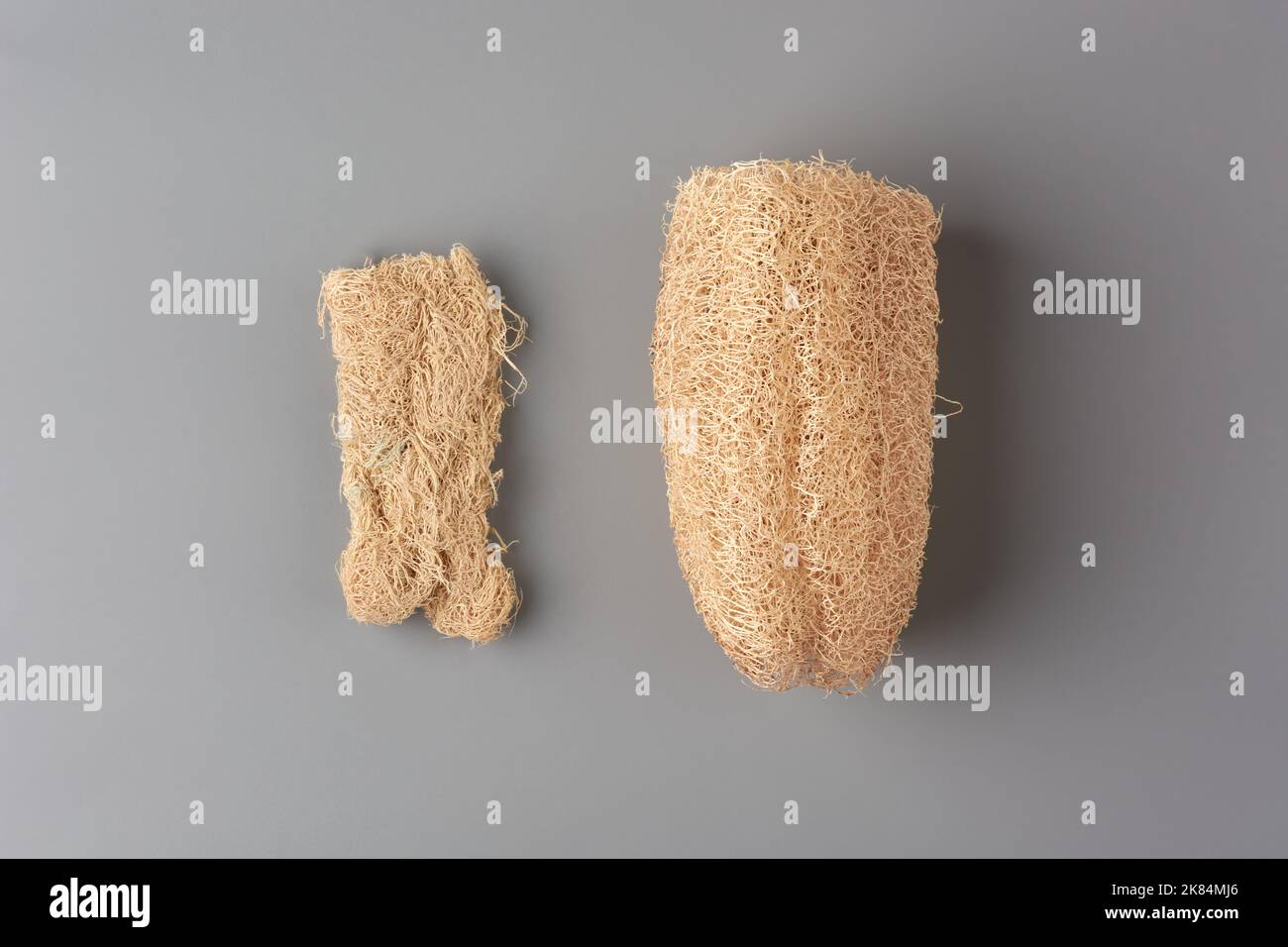close-up of used and fresh luffa or sponge gourd, also known as vegetable sponge or rag gourd, natural scrubber product on neutral gray background Stock Photo