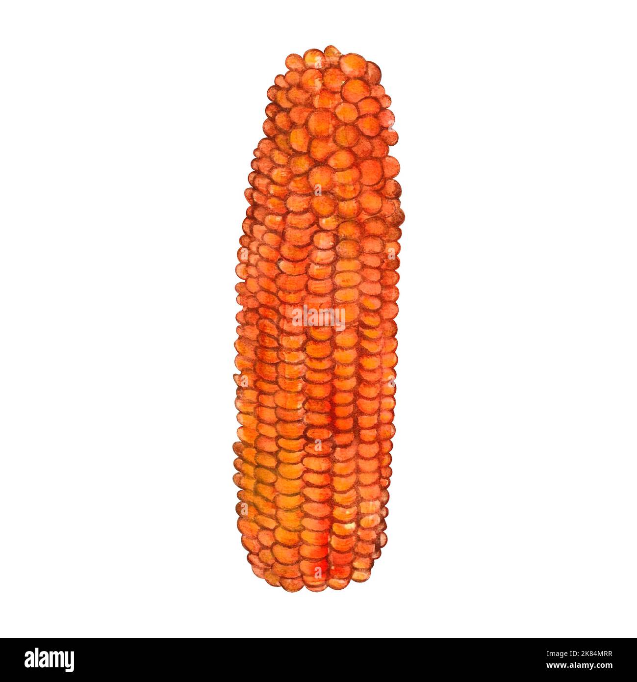bright orange corn, a symbol of the harvest, watercolor. Kwanzaa. on isolated white background, hand drawn. Perfect for card design, invitation, scrap Stock Photo