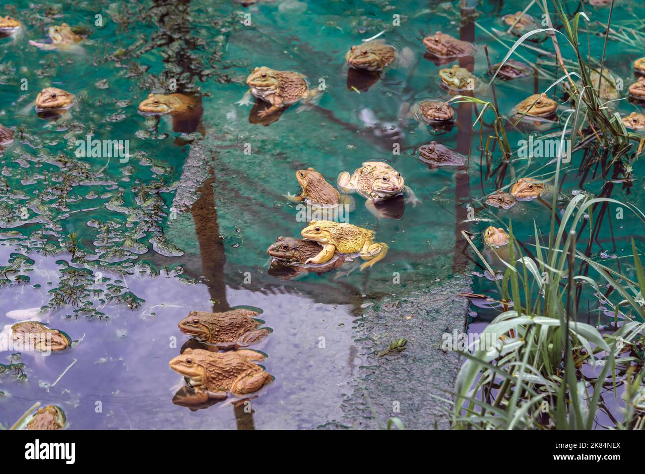 Frogs farm for agriculture at house. Cultivation of frogs with water