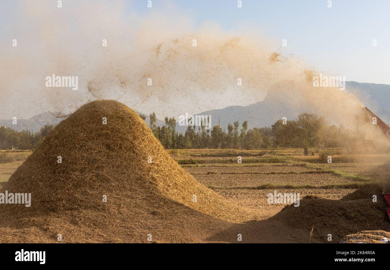 Rice thresher machine threshing the rice crop flowing away the rice straw which will be later use for animals feed Stock Photo