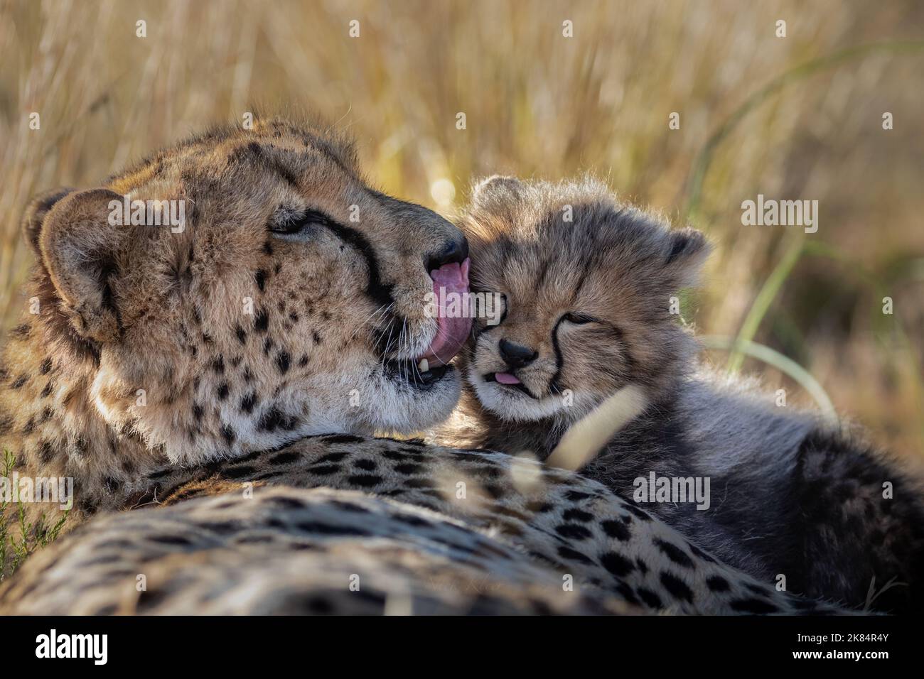A cheetah mom with her young cub, photo was taken on a safari in South Africa Stock Photo