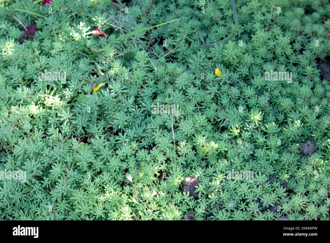 Variety of green sedum for ground cover, close up as nice background in sunny garden Stock Photo