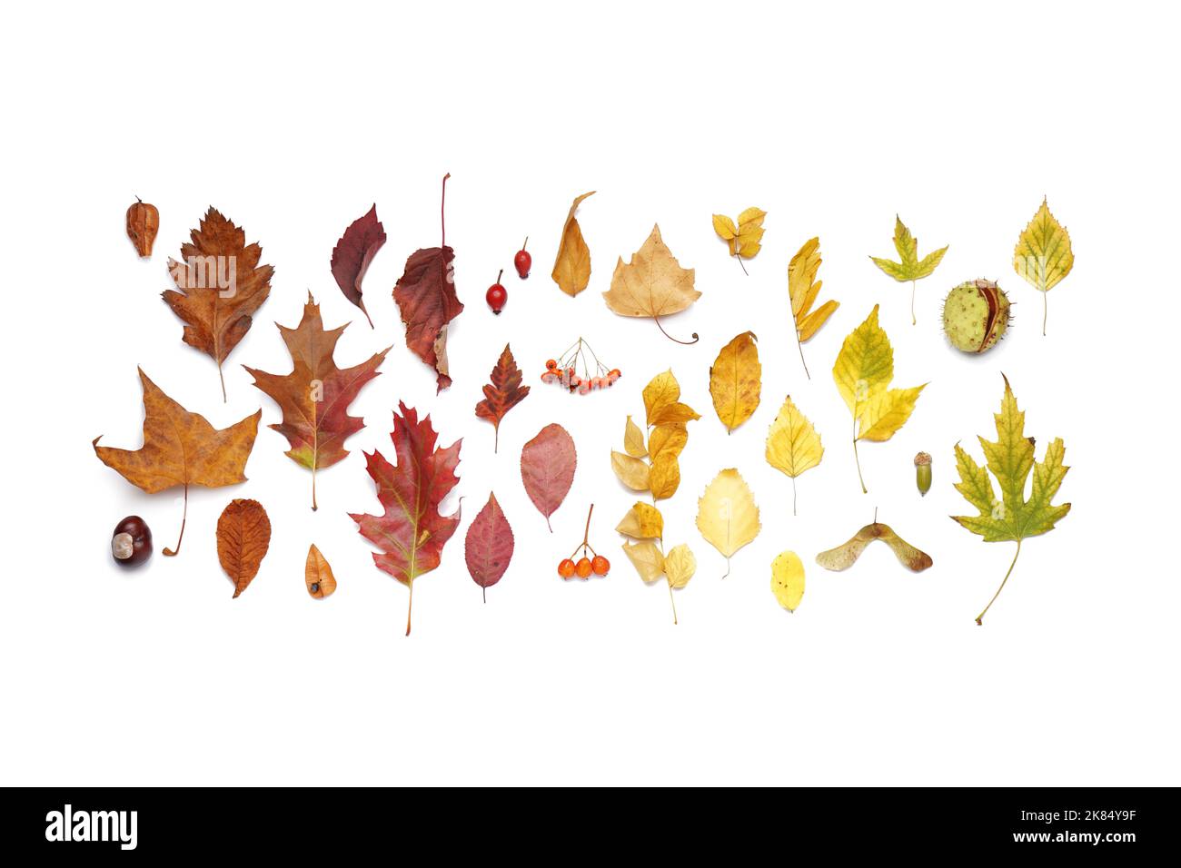 Composition with autumn leaves isolated on white background Stock Photo ...