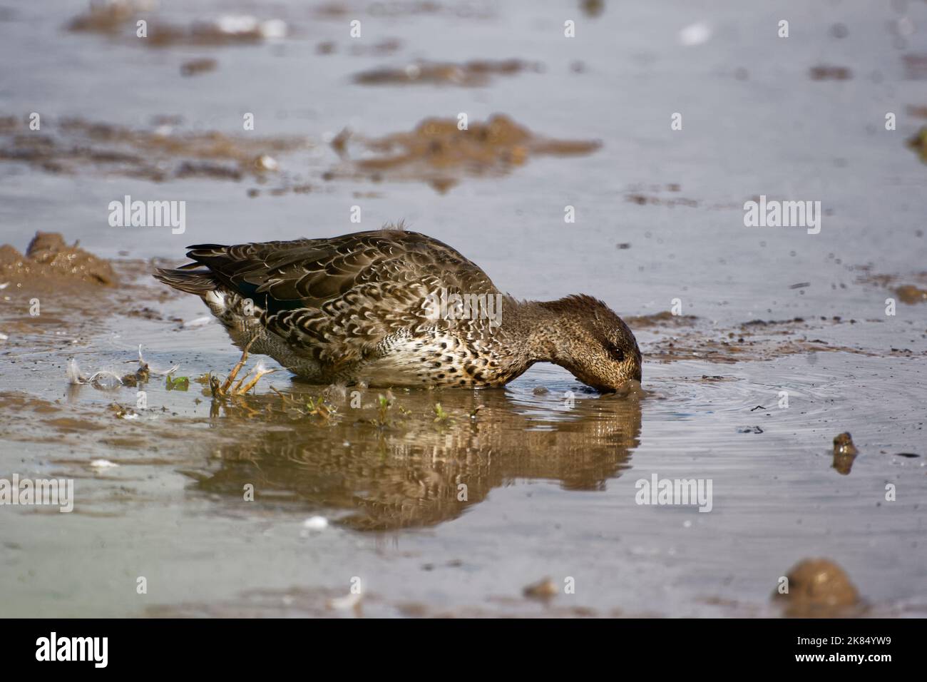 Common Teal - Anas crecca feeding in shallow water Stock Photo