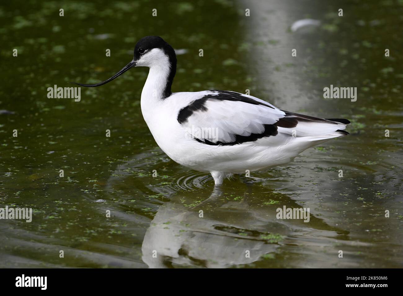 Pied Avocet - Recurvirostra avosetta in water Stock Photo