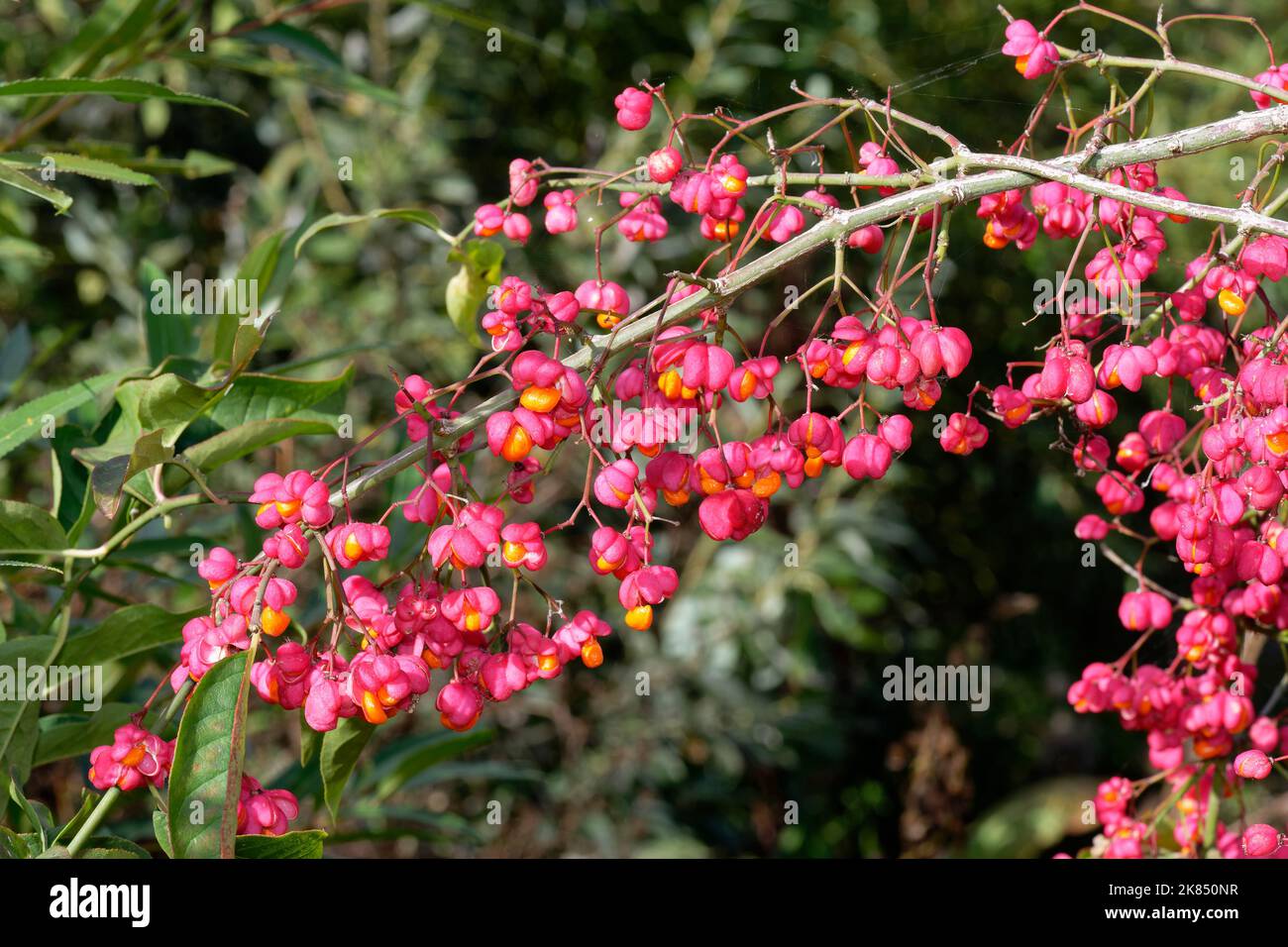 Spindle Tree Fruit - Euonymus europaeus Stock Photo