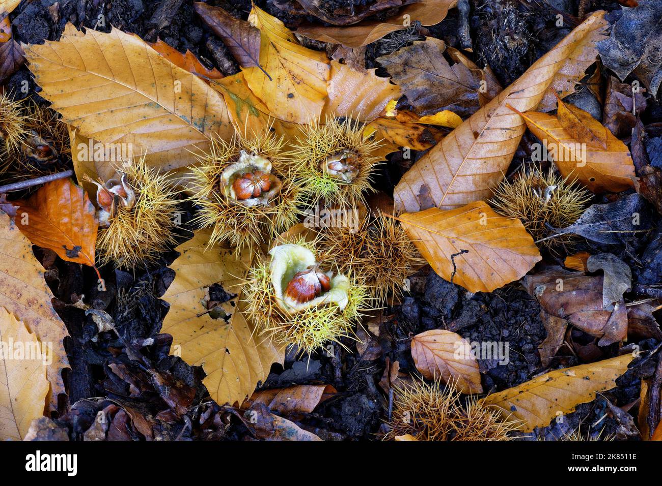 Sweet or Spanish Chestnut - Castanea sativa, nuts on ground with husks & dead leaves Stock Photo