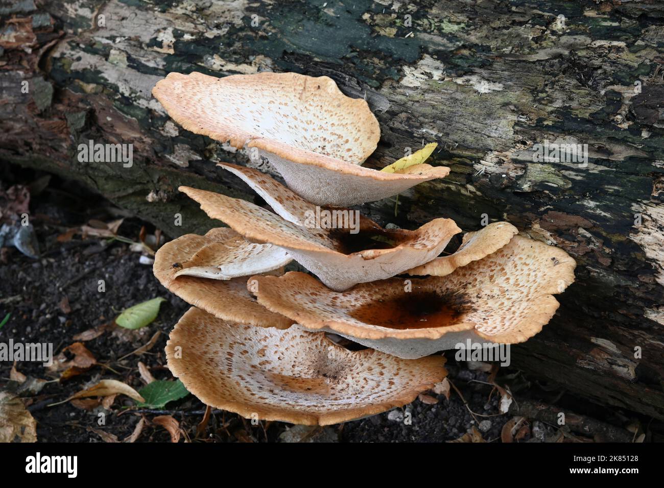 Dryad's Saddle - Polyporus squamosus  Large Bracket Fungi on log Stock Photo
