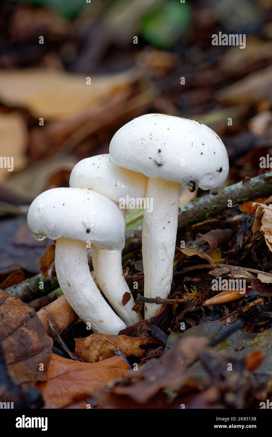 Ivory Woodwax Fungi - Hygrophorus eburneus, growing in Beech leaf litter Stock Photo