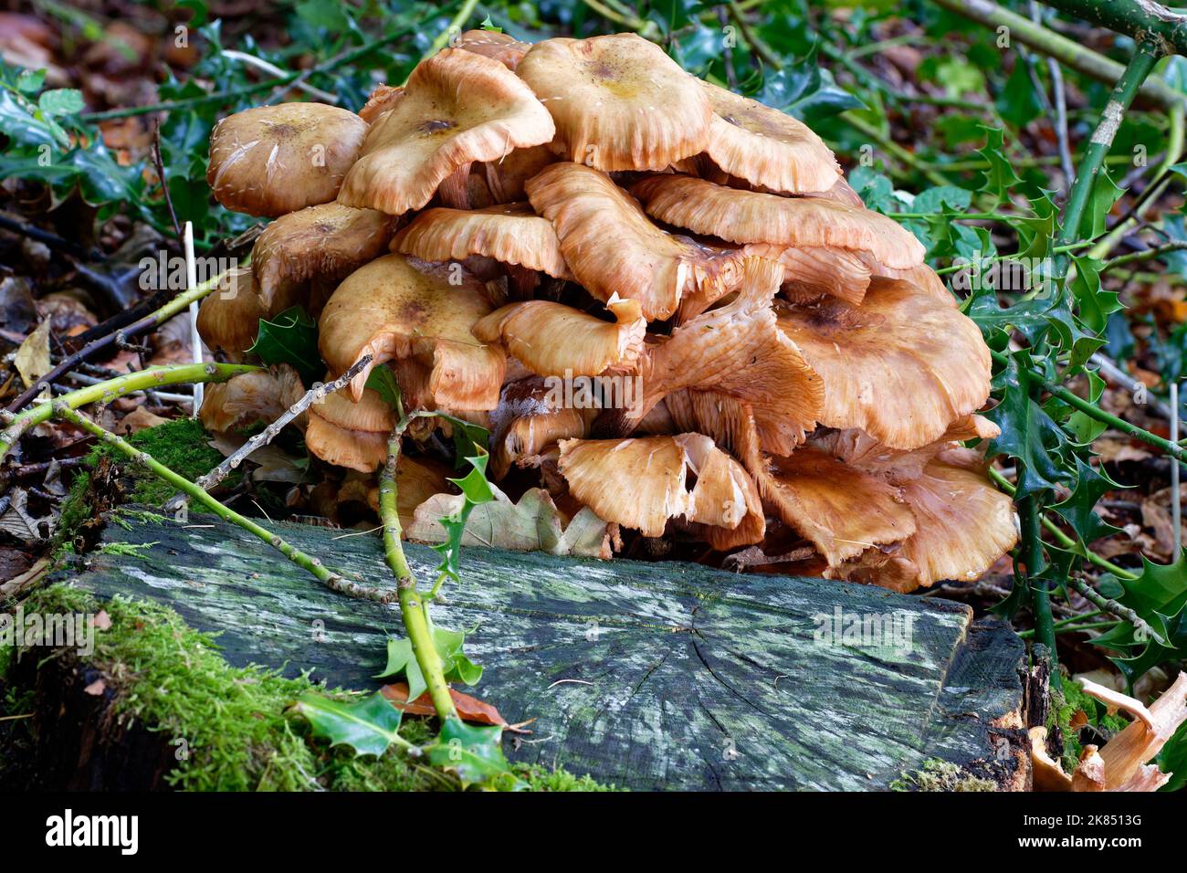 Honey Fungus - Armillaria mellea on old tree stump with Holly Stock Photo