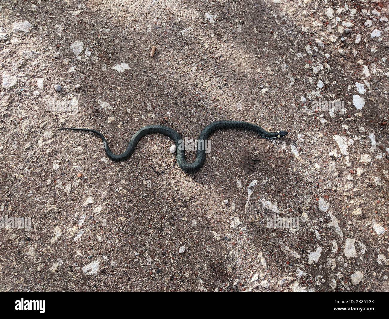 A snake crawls along the road. Black snake black spots on the head