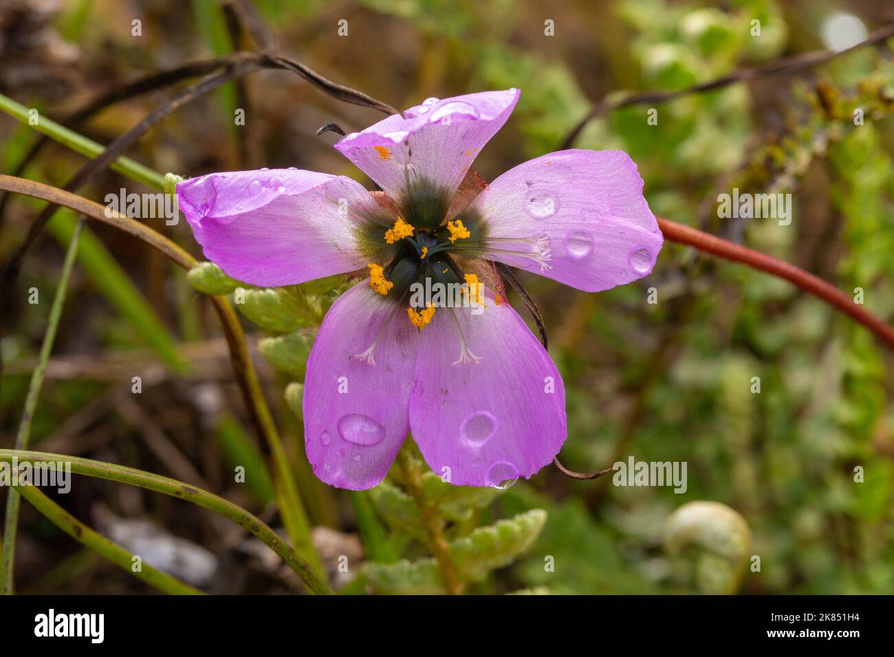 Pink flower of Drosera pauciflora, a sticky carnivorous plant from the Sundew family, taken in natural habitat, view frontal Stock Photo