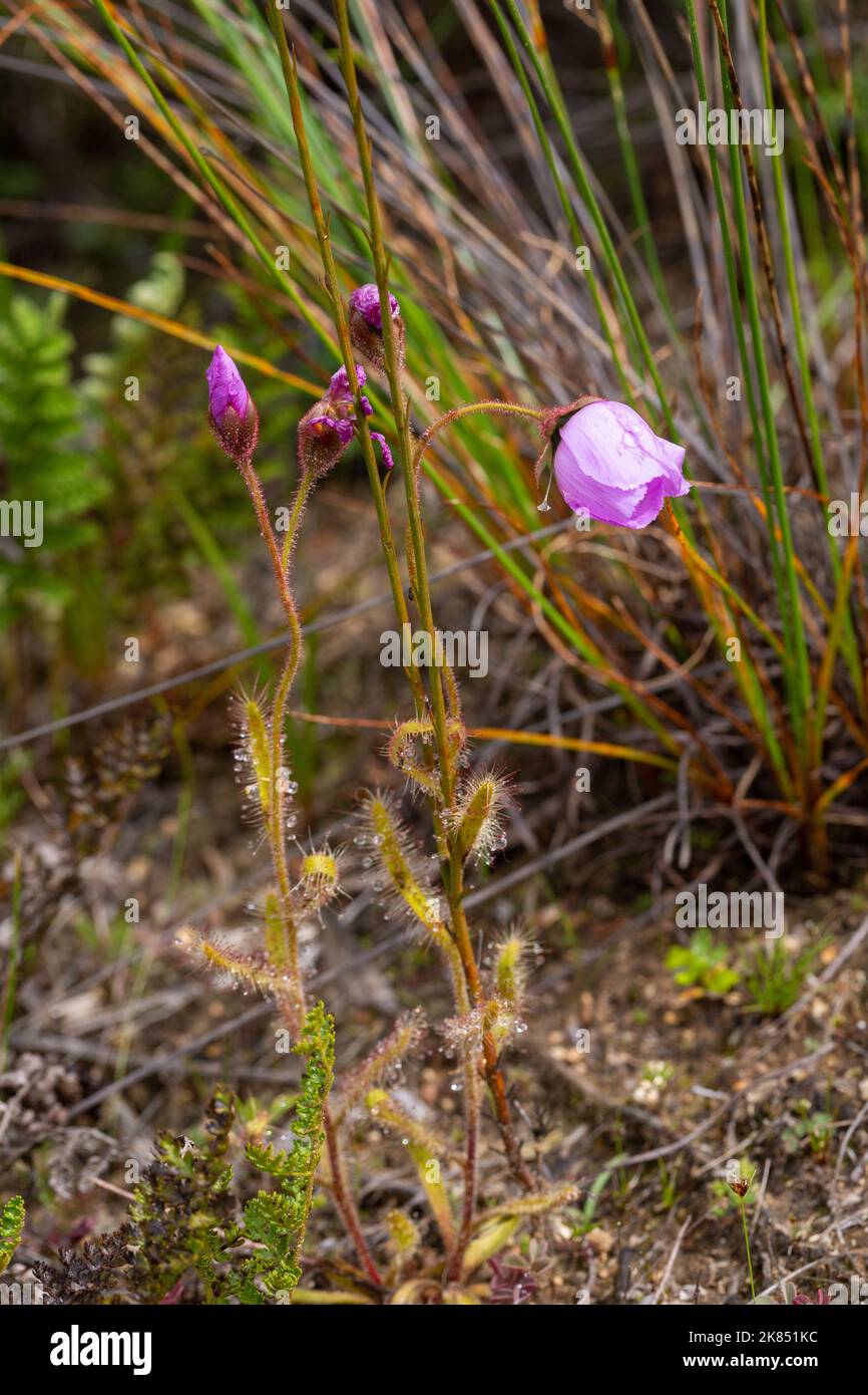 South African Wildflower: Drosera cistiflora in natural habitat near Paarl in the Western Cape of South Africa Stock Photo