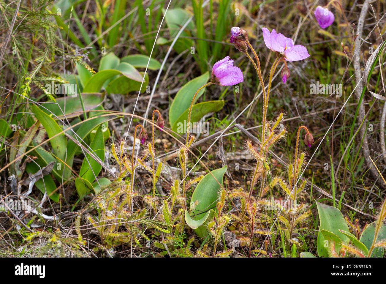 Group of some flowering Sundews (Drosera cistiflora) in natural habitat Stock Photo