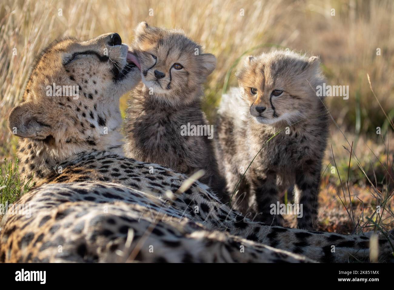 A mom grooming her little cubs, photographed on a safari in South Africa Stock Photo