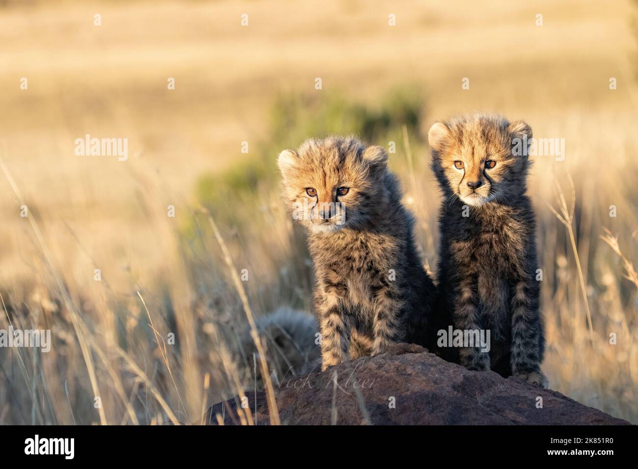 Curious Cheetah cubs, photographed on a safari in South Africa Stock Photo