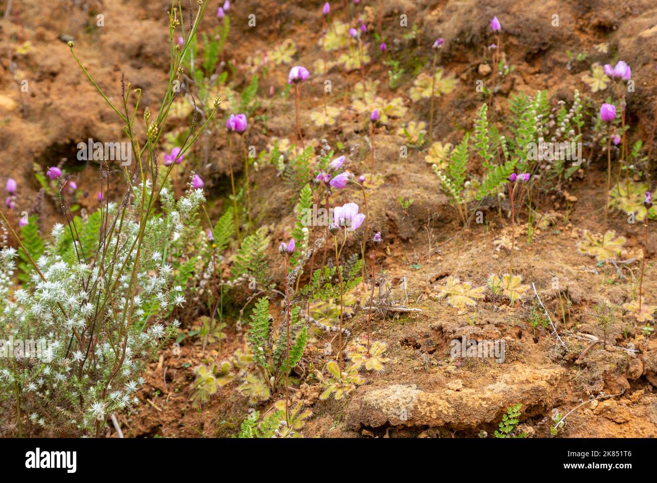 some flowering Drosera pauciflora growing on a vertical wall in sandy