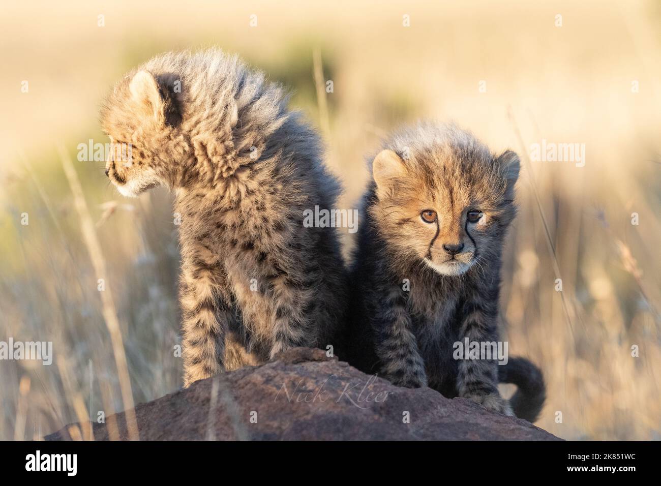 Curious Cheetah cubs sitting on a termite mount, photographed on a safari in South Africa Stock Photo