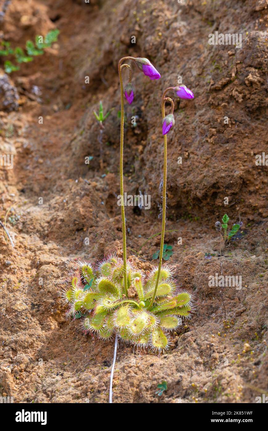 South African Wildflower: Two flowering specimens of the carnivorous plant Drosera pauciflora growing in sandy/loamy habitat Stock Photo