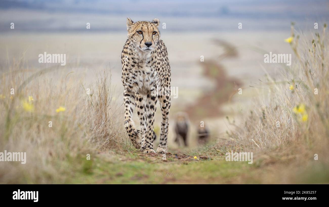 A Cheetah mom walking with her cubs, photographed on a safari in South Africa Stock Photo