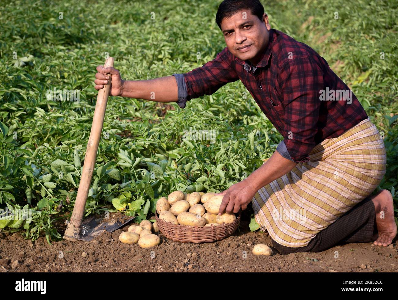 Farmer harvesting potato in the farmland. Potato Farming. Fresh organic potatoes in the field. Potato field with sacks of potato. Stock Photo