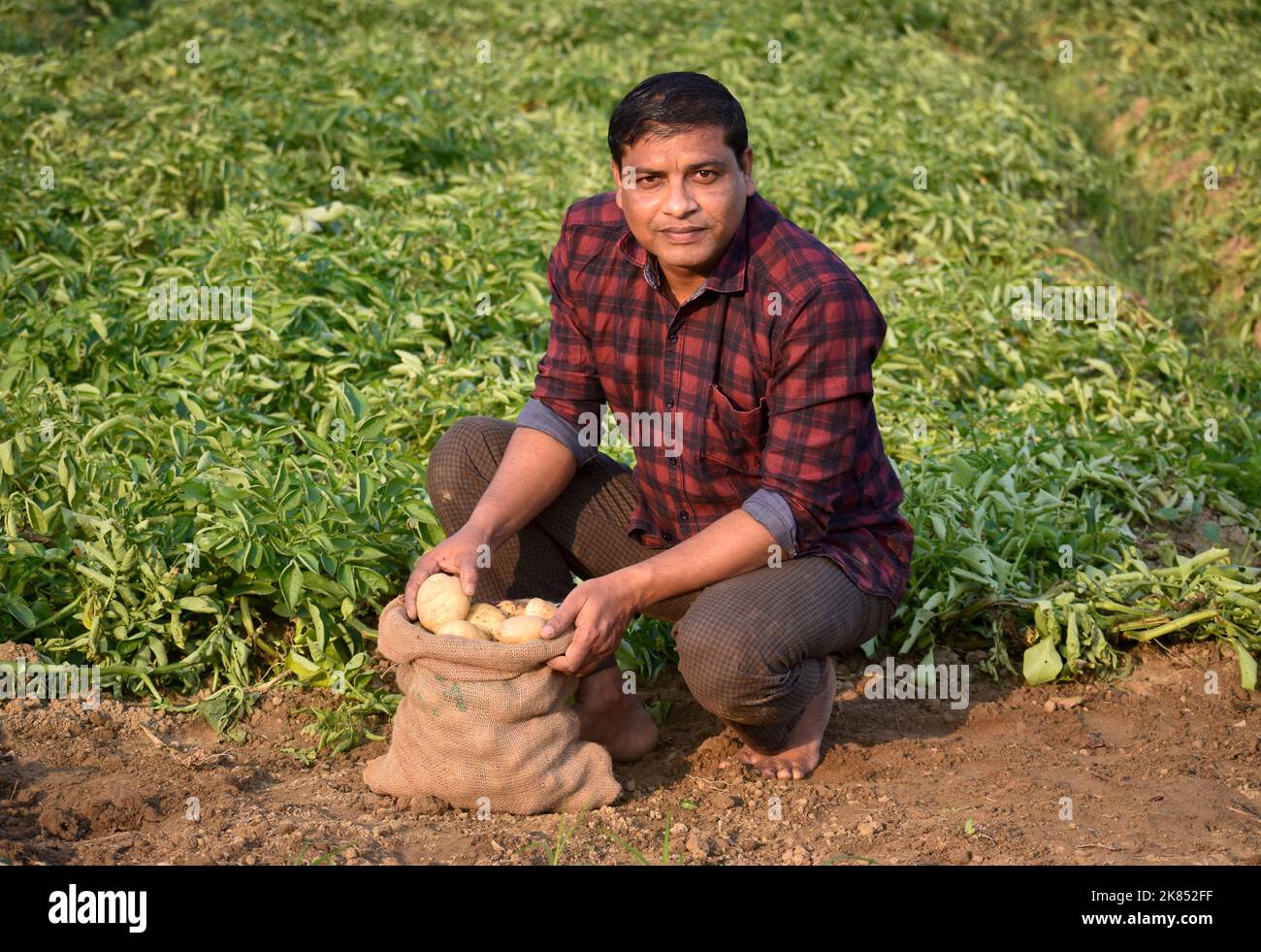 Farmer harvesting potato in the farmland. Potato Farming. Fresh organic
